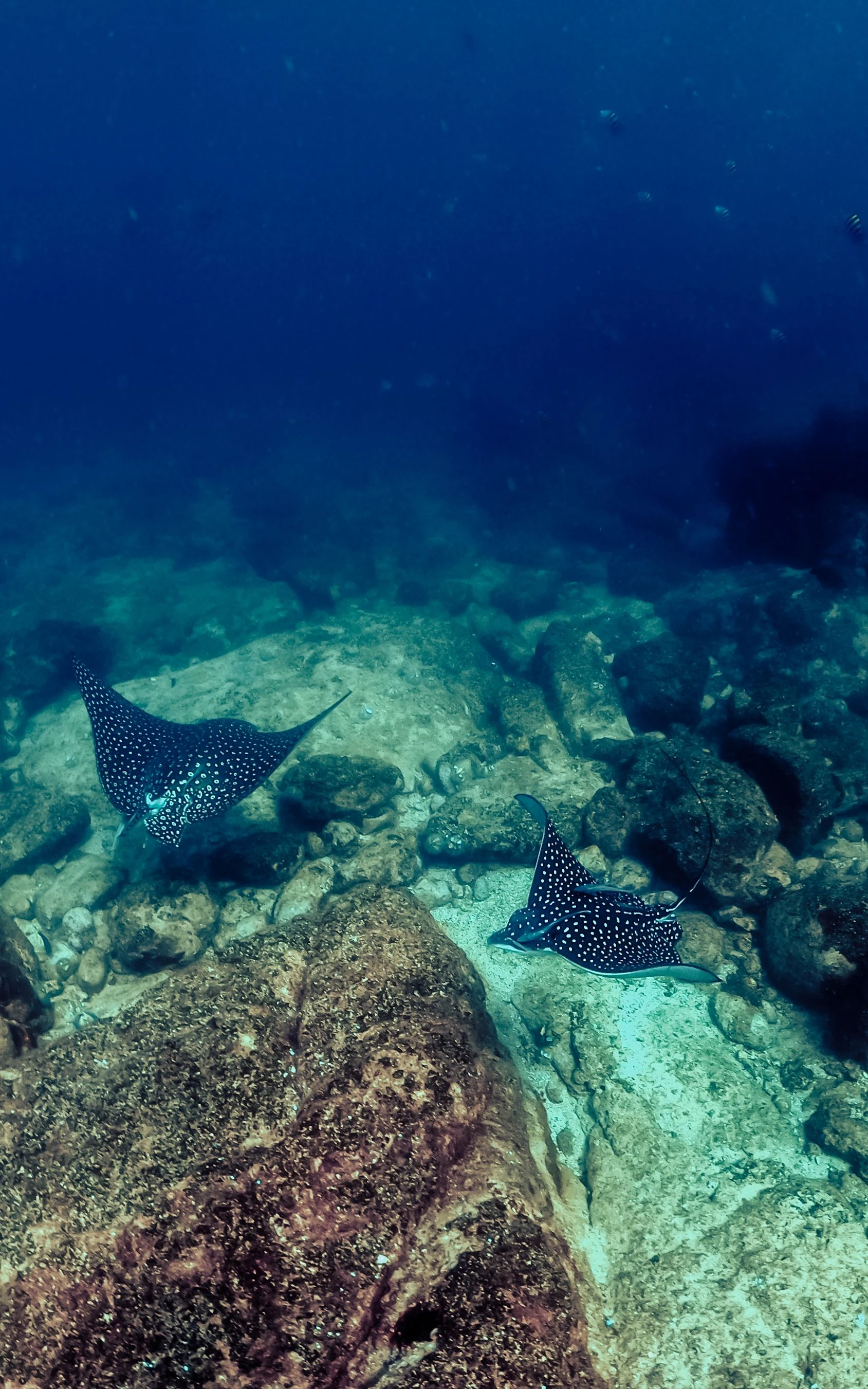 Why Anda, Bohol Is the Philippines' Best-Kept Secret for Divers